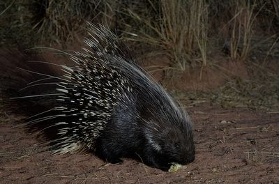 Cape porcupine / Zuid-Afrikaans stekelvarken