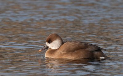 Red-crested Pochard / Krooneend