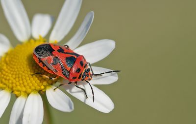 Eurydema ornata / Sierlijke schildwants