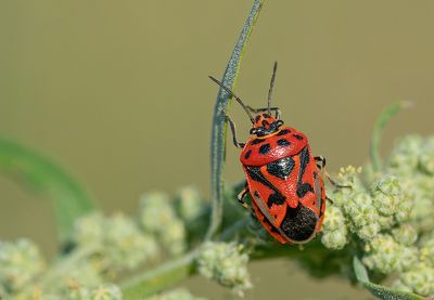 Eurydema ornata / Sierlijke schildwants