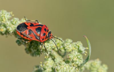 Eurydema ornata / Sierlijke schildwants