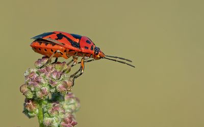 Eurydema ornata / Sierlijke schildwants