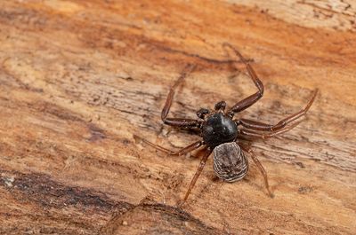 Coriarachne depressa / Platte krabspin