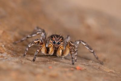 Aelurillus v-insignitus / V-vlek springspin