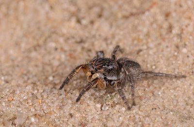 Aelurillus v-insignitus / V-vlek springspin