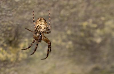 Metellina merianae / Holenwielwebspin