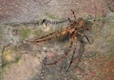Metellina merianae / Holenwielwebspin