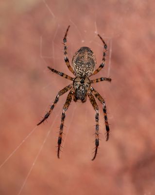 Metellina merianae / Holenwielwebspin