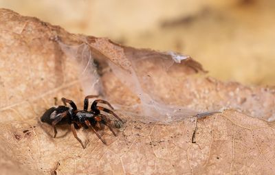 Kishidaia conspicua / Viervlekmuisspin