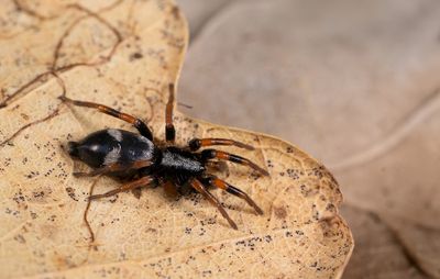 Kishidaia conspicua / Viervlekmuisspin