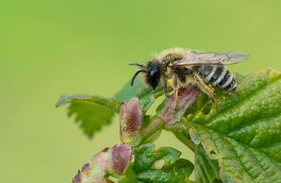 Yellow-legged Mining-bee / Grasbij