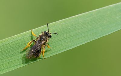 Common Mini-mining Bee / Gewone dwergzandbij
