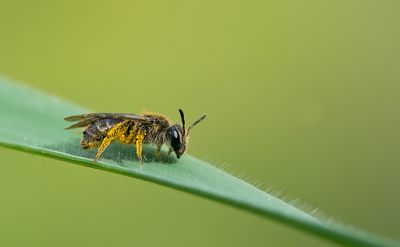 Common Mini-mining Bee / Gewone dwergzandbij