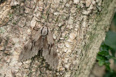 Pine hawk-moth / Dennenpijlstaart