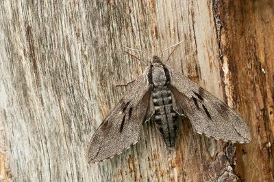 Pine hawk-moth / Dennenpijlstaart