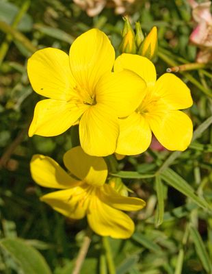 Linum campanulatum