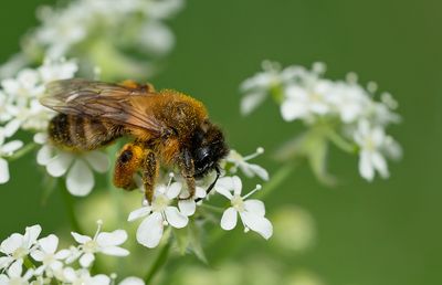 Andrena nigroaenea / Zwartbronzen zandbij