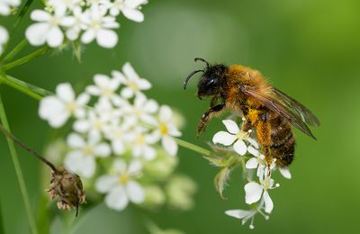 Andrena nigroaenea / Zwartbronzen zandbij