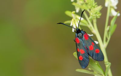 Five-Spot Burnet / Vijfvlek-sint-jansvlinder