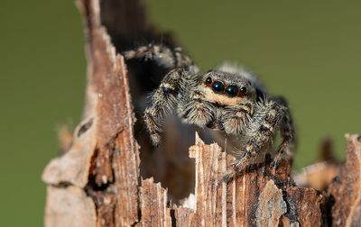 Fencepost jumper / Schorsmarpissa