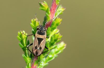 Xanthochilus quadratus / Zwartvlekrookwants