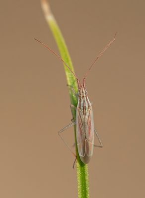 Trigonotylus pulchellus / Prachtwigkop