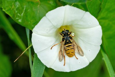Temnostoma vespiforme / Echte wespvlieg