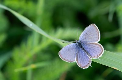 Short-tailed blue / Staartblauwtje