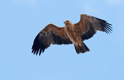 Tawny eagle / Savannearend