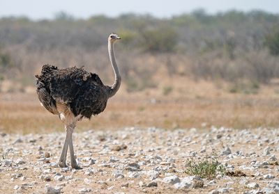 Common Ostrich / Struisvogel