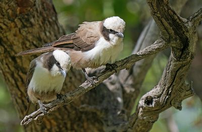 Southern white-crowned shrike / Witkruinklauwier