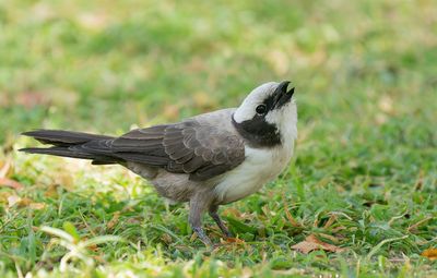 Southern white-crowned shrike / Witkruinklauwier