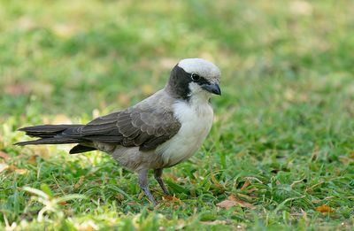 Southern white-crowned shrike / Witkruinklauwier