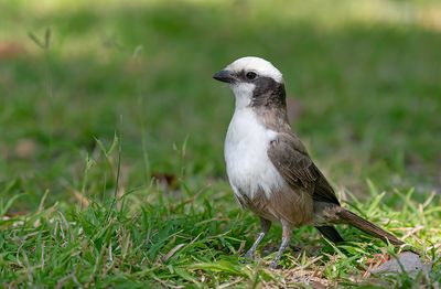 Southern white-crowned shrike / Witkruinklauwier