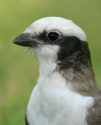 Southern white-crowned shrike / Witkruinklauwier