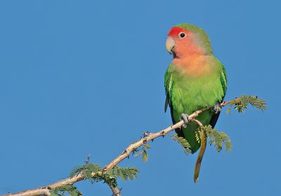 Rosy-faced lovebird / Perzikkopagapornis 