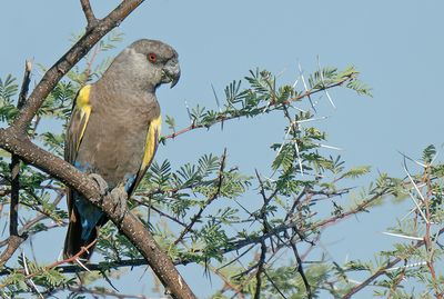 Rüppell's parrot / Rüppells papegaai