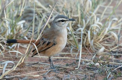Kalahari scrub robin / Kalahariwaaierstaart 