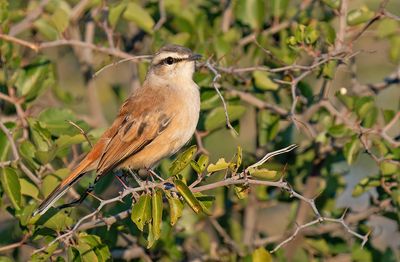 Kalahari scrub robin / Kalahariwaaierstaart 