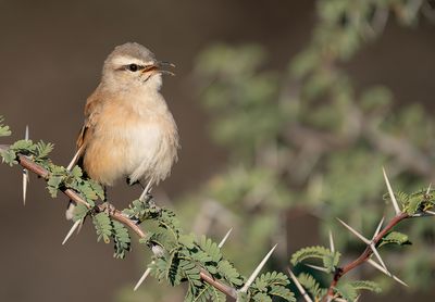 Kalahari scrub robin / Kalahariwaaierstaart 