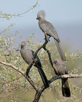 Grey go-away-bird / Vale toerako