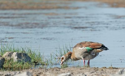 Egyptian goose / Nijlgans