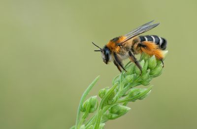 Pantaloon Bee / Pluimvoetbij 