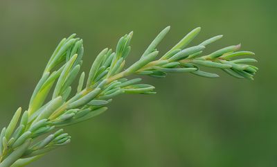 Suaeda maritima / Klein schorrenkruid