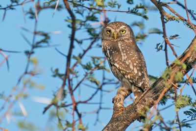 Pearl-spotted owlet ssp licua / Geparelde dwerguil ssp licua