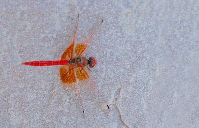 Orange-winged dropwing / Oranje zonnewijzer