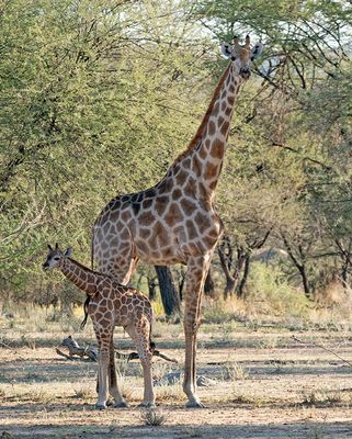 Angolan giraffe / Angolagiraffe