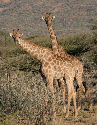 Angolan giraffe / Angolagiraffe