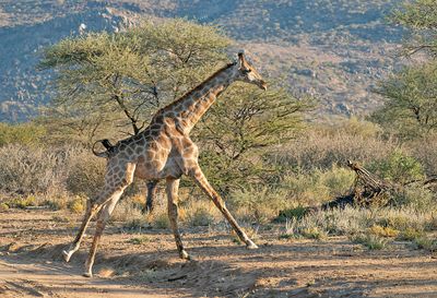 Angolan giraffe / Angolagiraffe