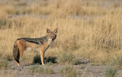 Black-backed jackal  / Zadeljakhals